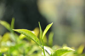 Tea Leaf from the tea bush